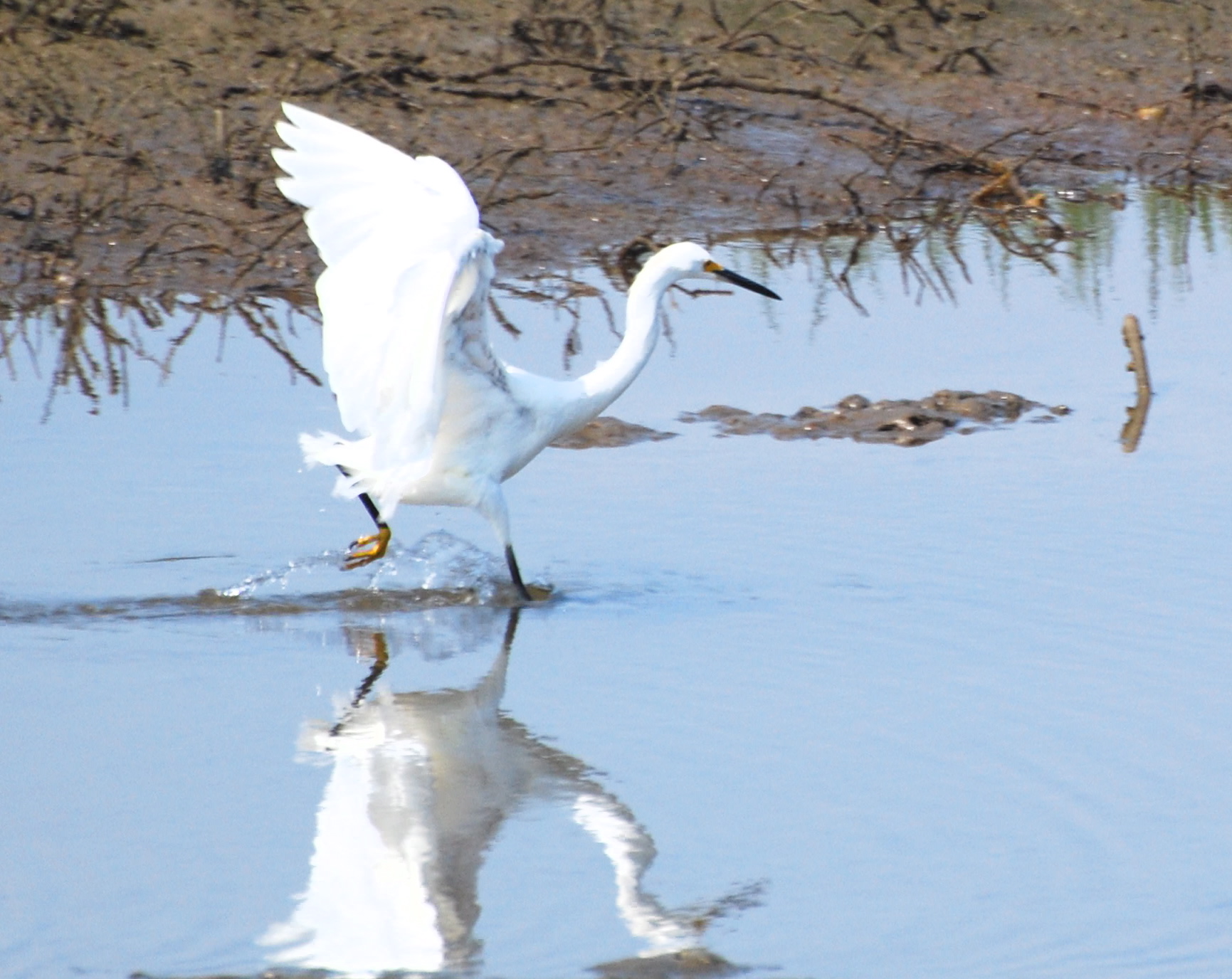 Snowy Egret on the run171325.tmp/mysterybird.JPG