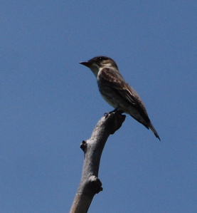 Olive-sided Flycatcher 171325.tmp/Olive-sided Flycatcher .jpg