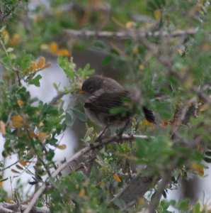 juvenile Verdin 171325.tmp/smbirdd.jpg