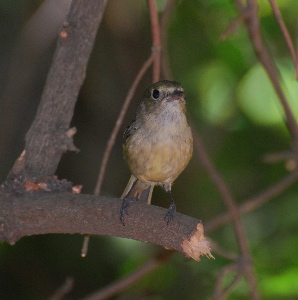 Hutton's Vireo 171325.tmp/ Hutton's Vireo .jpg