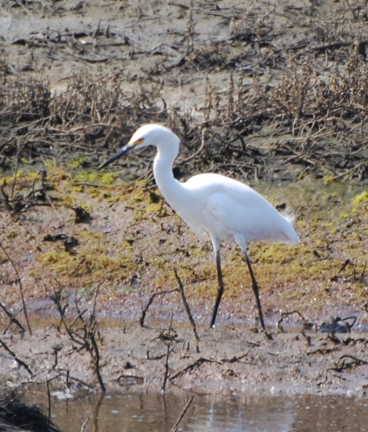 Snowy Egret 171325.tmp/mysterybird.JPG