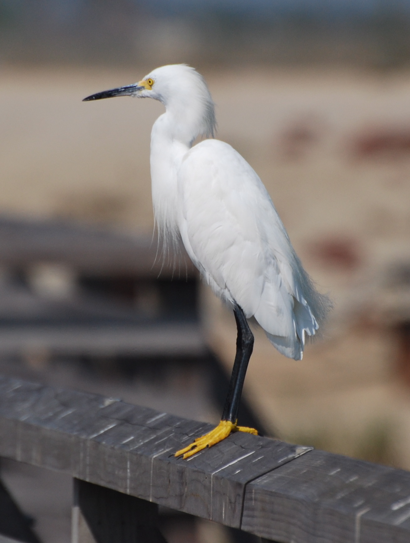 Snowy Egret 171325.tmp/snowyegretonbridge.JPG