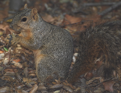 Squirrel's171325.tmp/Squirrel's .jpg