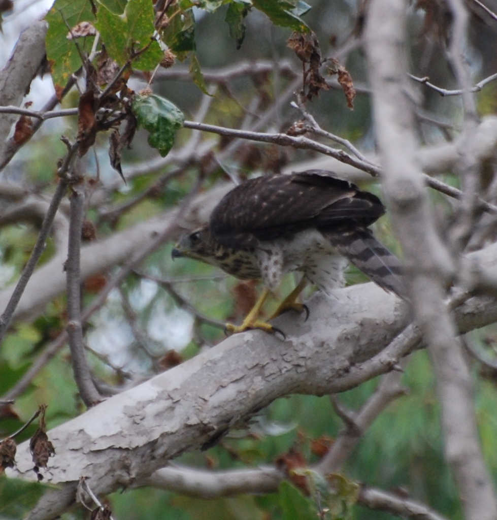 juvenile Cooper's Hawk 171325.tmp/orangebutterfly.JPG