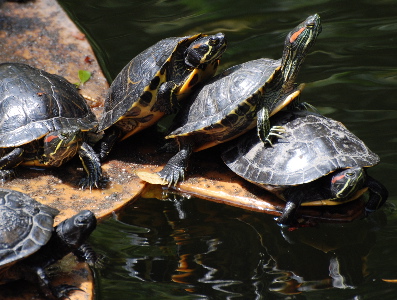 Ton's of turtles171325.tmp/turtles.jpg