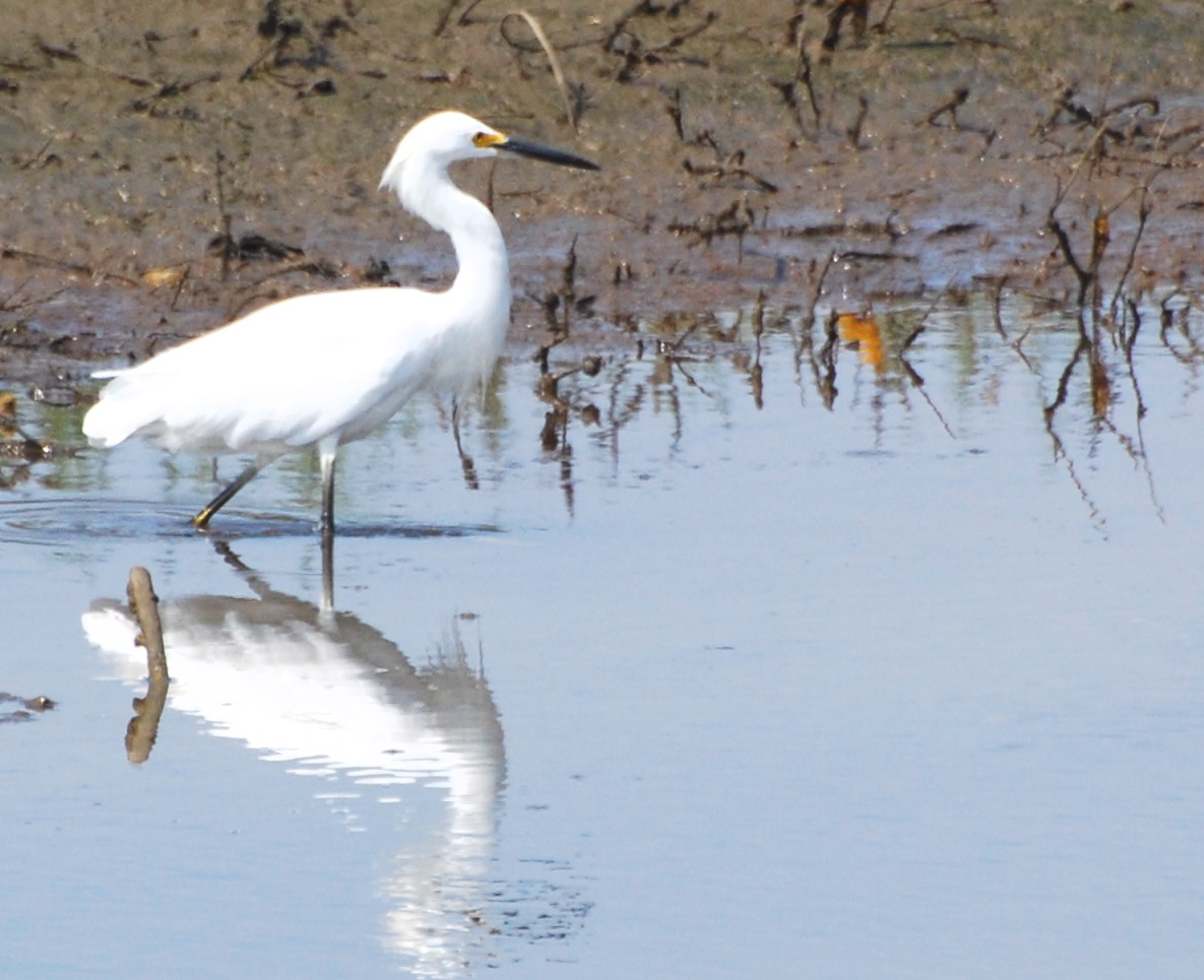 Snowy Egret on the move171325.tmp/mysterybird.JPG