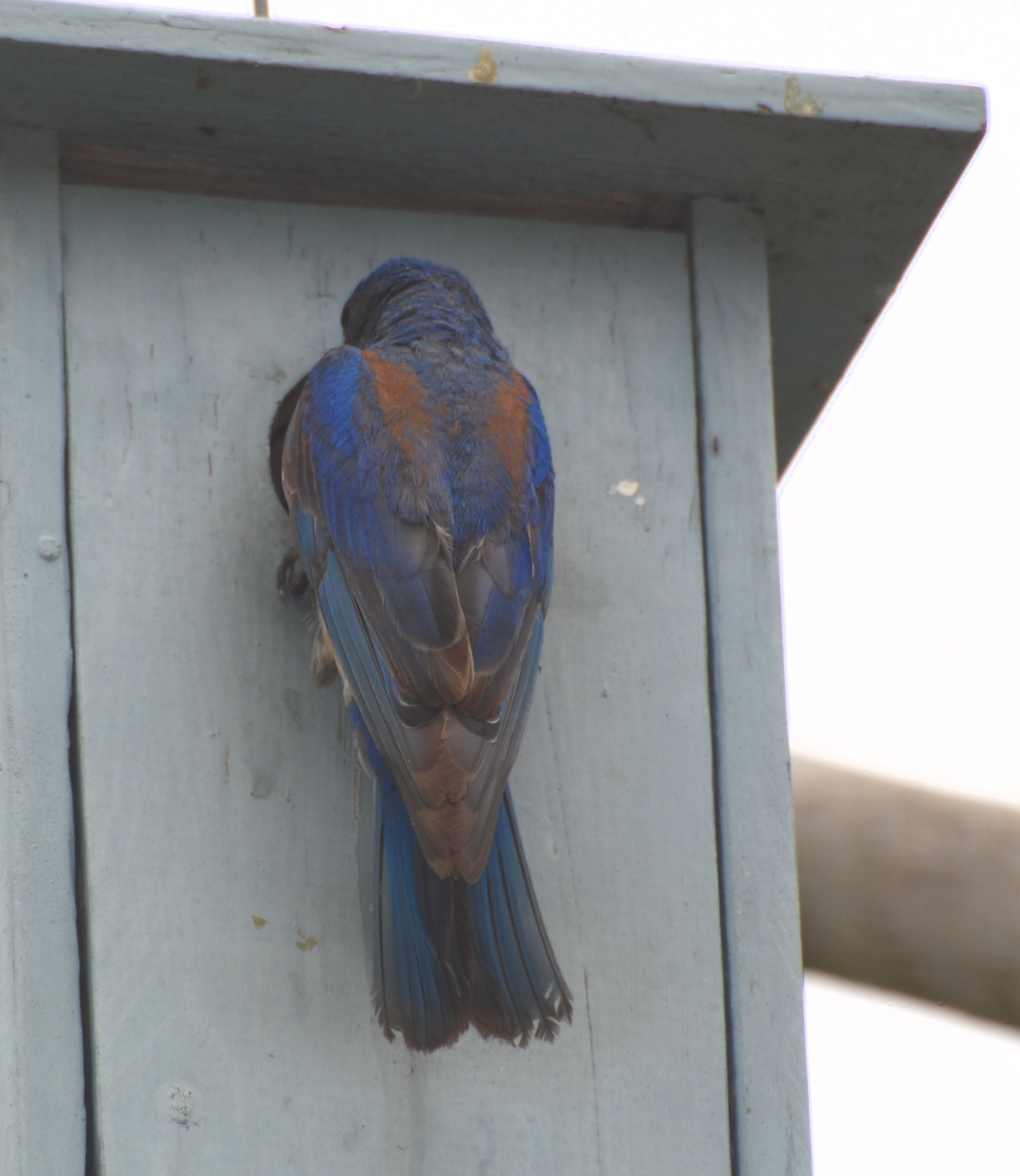 Western Bluebird 171325.tmp/orangebutterfly.JPG