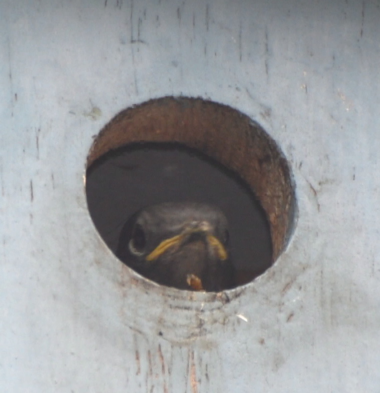 Western Bluebird 171325.tmp/orangebutterfly.JPG