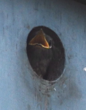 Western Bluebird chick 171325.tmp/westernbluebirdchickhead.jpg