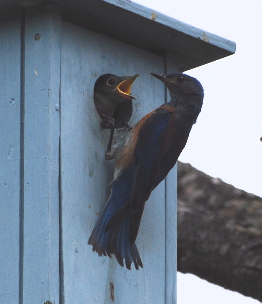 Western Bluebird 171325.tmp/orangebutterfly.JPG