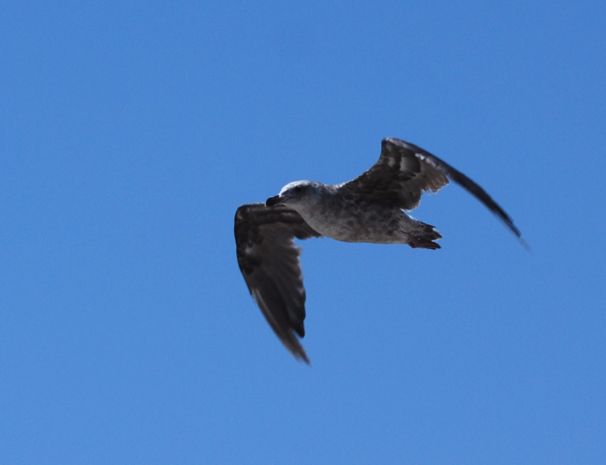 Western Gull immature 171325.tmp/blackskimmer.JPG