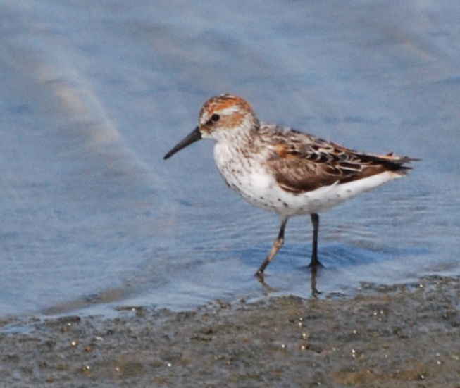 western sandpiper juvenile171325.tmp/mysterybird.JPG