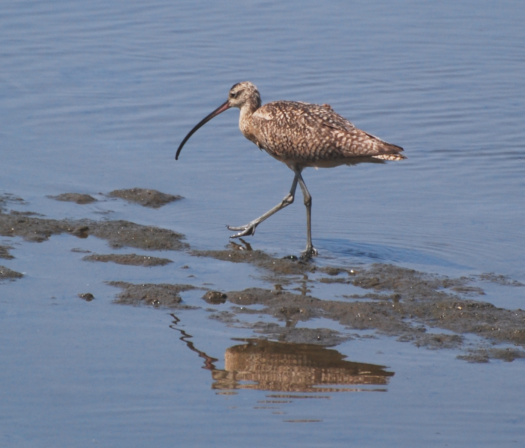 Whimbrel on the hunt 171325.tmp/mysterybird.JPG