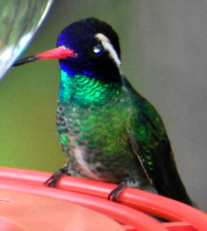 picturegallery171325.tmp/whiteearedfeeder.JPG