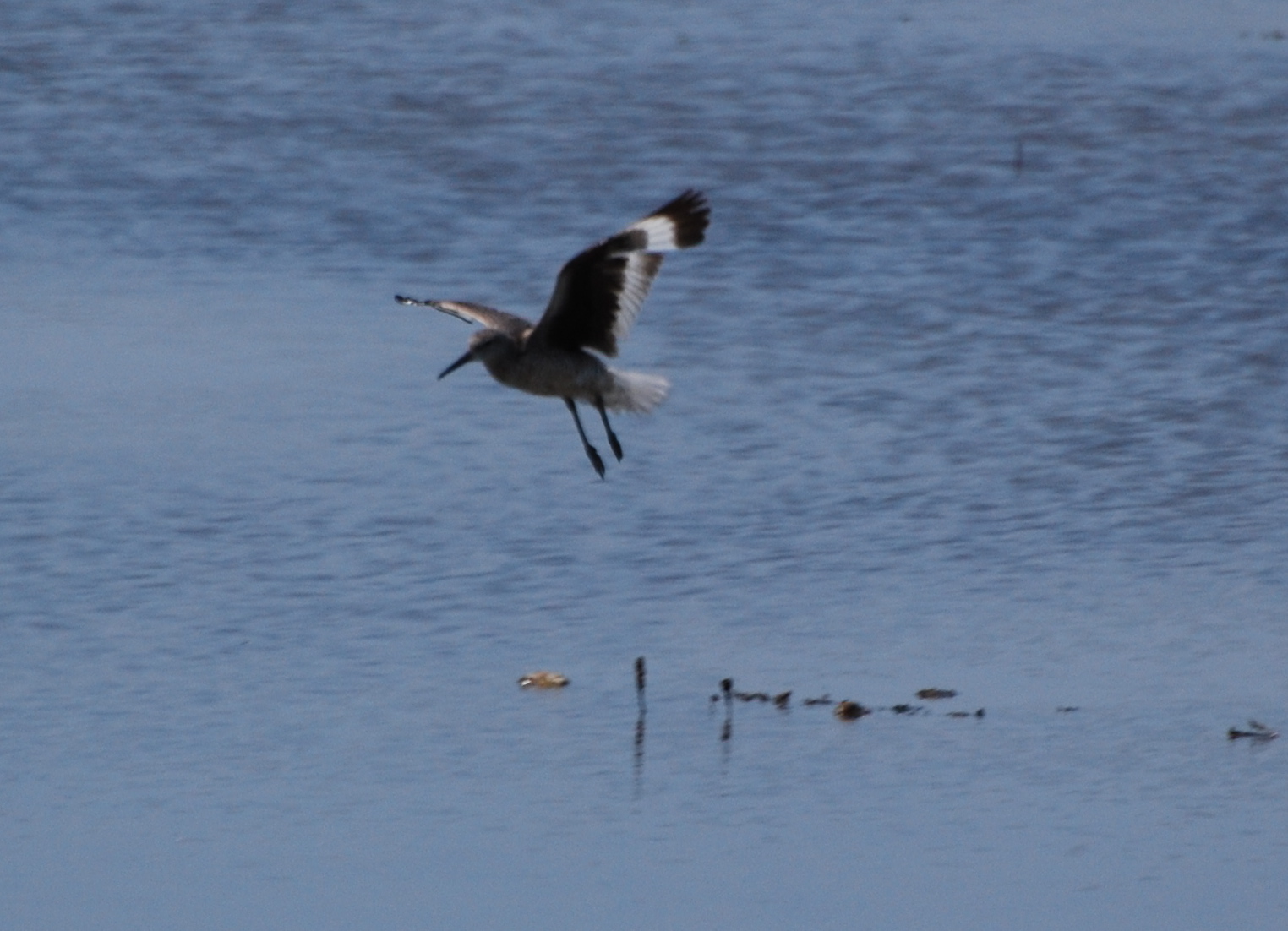 Willet in flight 171325.tmp/mysterybird.JPG