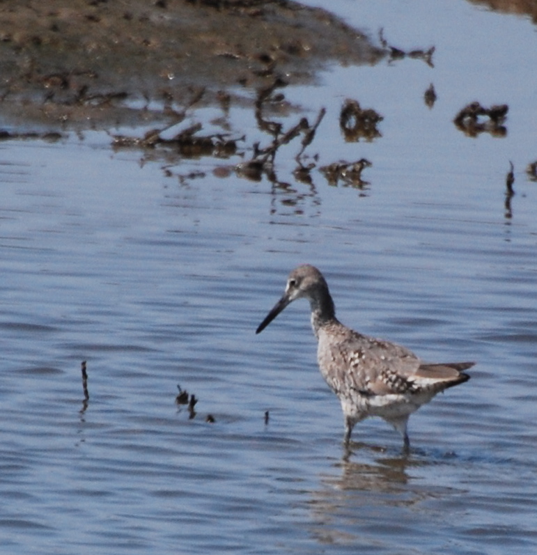 Willet fishing171325.tmp/mysterybird.JPG