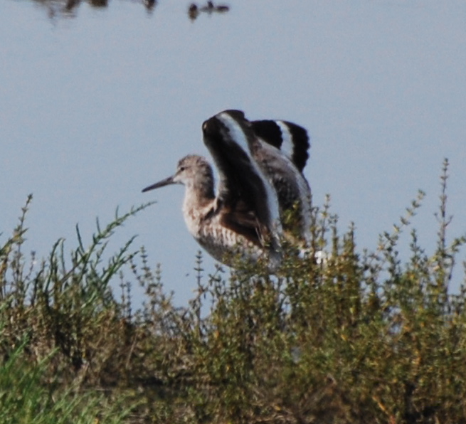 Willet stretching171325.tmp/mysterybird.JPG