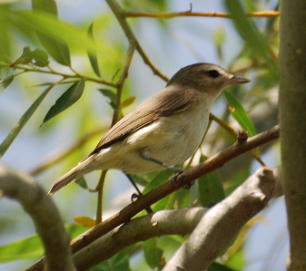 Warbling Vireo 171325.tmp/ Warbling Vireo .jpg