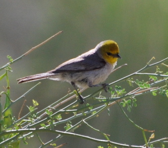 Verdin 171325.tmp/smbirdd.jpg