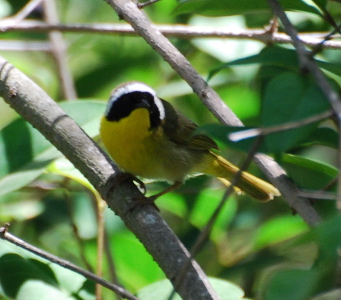 picturegallery171325.tmp/Common yellow throat .jpg