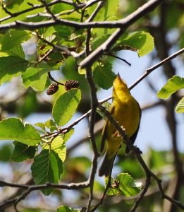 Male Yellow Warbler171325.tmp/Yellow Warbler .jpg